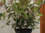 Photinia