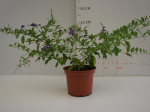 Duranta