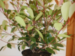 Photinia