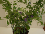 Duranta